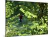 Golfers As Seen Through the Trees-null-Mounted Photographic Print