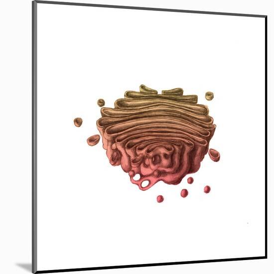 Golgi Apparatus-Spencer Sutton-Mounted Art Print