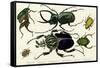 Goliath Beetle Etc-null-Framed Stretched Canvas