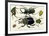 Goliath Beetle Etc-null-Framed Premium Giclee Print