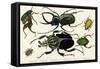 Goliath Beetle Etc-null-Framed Stretched Canvas