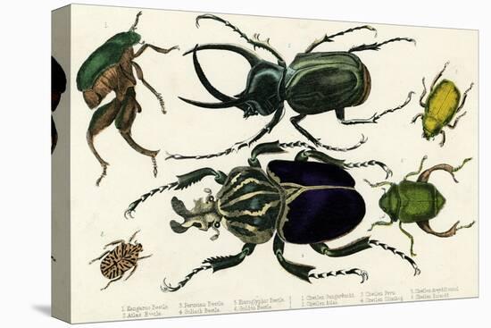 Goliath Beetle Etc-null-Stretched Canvas