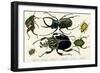 Goliath Beetle Etc-null-Framed Art Print