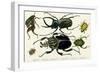 Goliath Beetle Etc-null-Framed Art Print