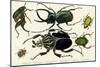 Goliath Beetle Etc-null-Mounted Art Print