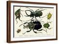 Brown Frame