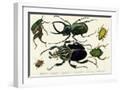 White Frame