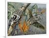 Goliath Beetle (Goliathus Meleagris), Scarabaeidae-null-Framed Giclee Print