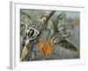 Goliath Beetle (Goliathus Meleagris), Scarabaeidae-null-Framed Giclee Print