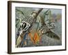 Goliath Beetle (Goliathus Meleagris), Scarabaeidae-null-Framed Giclee Print