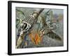 Goliath Beetle (Goliathus Meleagris), Scarabaeidae-null-Framed Giclee Print