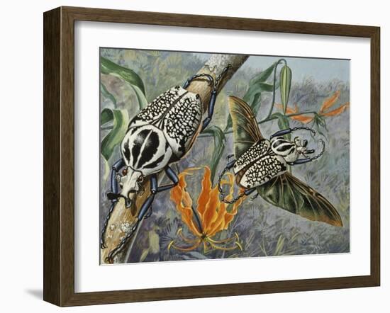 Goliath Beetle (Goliathus Meleagris), Scarabaeidae-null-Framed Giclee Print