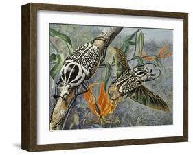 Goliath Beetle (Goliathus Meleagris), Scarabaeidae-null-Framed Giclee Print