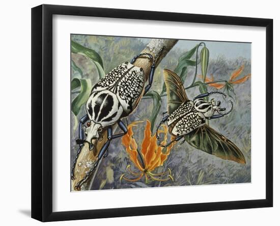 Goliath Beetle (Goliathus Meleagris), Scarabaeidae-null-Framed Giclee Print