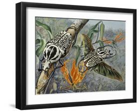 Goliath Beetle (Goliathus Meleagris), Scarabaeidae-null-Framed Giclee Print