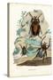 Goliath Beetles, 1863-79-Raimundo Petraroja-Stretched Canvas