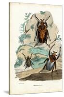 Goliath Beetles, 1863-79-Raimundo Petraroja-Stretched Canvas