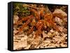 Goliath Bird-Eater Spider, Theraphosa Blondi, Native to the Rain Forest Regions of South America-David Northcott-Framed Stretched Canvas