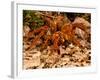 Goliath Bird-Eater Spider, Theraphosa Blondi, Native to the Rain Forest Regions of South America-David Northcott-Framed Photographic Print