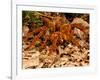 Goliath Bird-Eater Spider, Theraphosa Blondi, Native to the Rain Forest Regions of South America-David Northcott-Framed Photographic Print