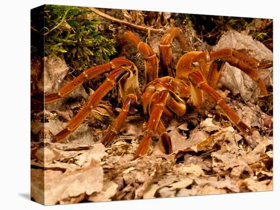 Goliath Bird-Eater Spider, Theraphosa Blondi, Native to the Rain Forest Regions of South America-David Northcott-Stretched Canvas