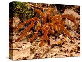 Goliath Bird-Eater Spider, Theraphosa Blondi, Native to the Rain Forest Regions of South America-David Northcott-Stretched Canvas