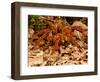 Goliath Bird-Eater Spider, Theraphosa Blondi, Native to the Rain Forest Regions of South America-David Northcott-Framed Photographic Print