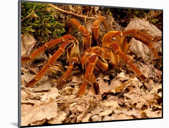 Goliath Bird-Eater Spider, Theraphosa Blondi, Native to the Rain Forest Regions of South America-David Northcott-Mounted Photographic Print