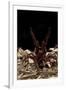 Goliath Bird-Eating Spider (Theraphosa Leblondii - Blondi) Aggressive Display-Daniel Heuclin-Framed Photographic Print