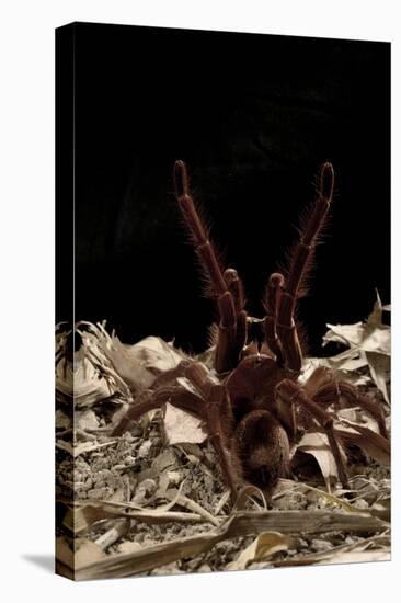 Goliath Bird-Eating Spider (Theraphosa Leblondii - Blondi) Aggressive Display-Daniel Heuclin-Stretched Canvas