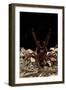 Goliath Bird-Eating Spider (Theraphosa Leblondii - Blondi) Aggressive Display-Daniel Heuclin-Framed Photographic Print