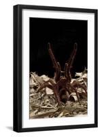 Goliath Bird-Eating Spider (Theraphosa Leblondii - Blondi) Aggressive Display-Daniel Heuclin-Framed Photographic Print