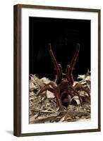 Goliath Bird-Eating Spider (Theraphosa Leblondii - Blondi) Aggressive Display-Daniel Heuclin-Framed Photographic Print