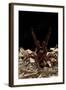 Goliath Bird-Eating Spider (Theraphosa Leblondii - Blondi) Aggressive Display-Daniel Heuclin-Framed Photographic Print