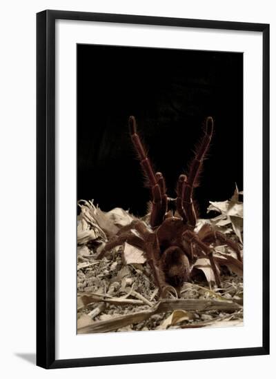 Goliath Bird-Eating Spider (Theraphosa Leblondii - Blondi) Aggressive Display-Daniel Heuclin-Framed Photographic Print