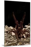 Goliath Bird-Eating Spider (Theraphosa Leblondii - Blondi) Aggressive Display-Daniel Heuclin-Mounted Photographic Print