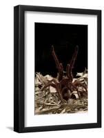 Goliath Bird-Eating Spider (Theraphosa Leblondii - Blondi) Aggressive Display-Daniel Heuclin-Framed Photographic Print