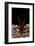 Goliath Bird-Eating Spider (Theraphosa Leblondii - Blondi) Aggressive Display-Daniel Heuclin-Framed Photographic Print