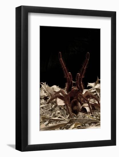 Goliath Bird-Eating Spider (Theraphosa Leblondii - Blondi) Aggressive Display-Daniel Heuclin-Framed Photographic Print