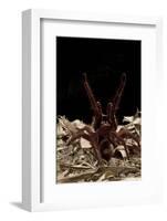 Goliath Bird-Eating Spider (Theraphosa Leblondii - Blondi) Aggressive Display-Daniel Heuclin-Framed Photographic Print