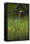 Goliath Heron along the Zambezi River, Zimbabwe, Africa-David Wall-Framed Stretched Canvas