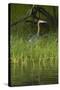 Goliath Heron along the Zambezi River, Zimbabwe, Africa-David Wall-Stretched Canvas