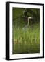 Goliath Heron along the Zambezi River, Zimbabwe, Africa-David Wall-Framed Photographic Print