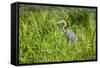 Goliath Heron (Ardea Goliath), Murchison Falls National Park, Uganda, East Africa, Africa-Michael-Framed Stretched Canvas