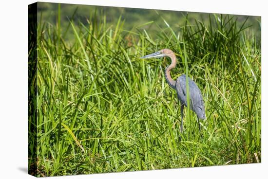 Goliath Heron (Ardea Goliath), Murchison Falls National Park, Uganda, East Africa, Africa-Michael-Stretched Canvas