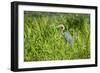 Goliath Heron (Ardea Goliath), Murchison Falls National Park, Uganda, East Africa, Africa-Michael-Framed Photographic Print