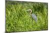 Goliath Heron (Ardea Goliath), Murchison Falls National Park, Uganda, East Africa, Africa-Michael-Mounted Photographic Print