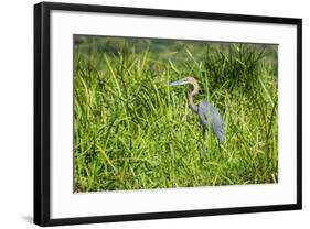 Goliath Heron (Ardea Goliath), Murchison Falls National Park, Uganda, East Africa, Africa-Michael-Framed Photographic Print