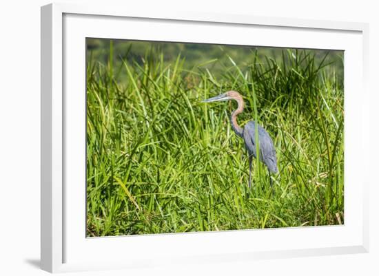 Goliath Heron (Ardea Goliath), Murchison Falls National Park, Uganda, East Africa, Africa-Michael-Framed Photographic Print