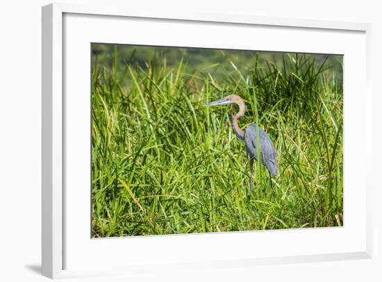 Goliath Heron (Ardea Goliath), Murchison Falls National Park, Uganda, East Africa, Africa-Michael-Framed Photographic Print